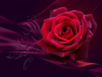 Valentines-Red-Roses-Wallpapers-Greetings-Cards5.jpg