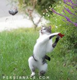 Cat-1.jpg