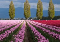 Tulip_Persian-Star.org_04.jpg