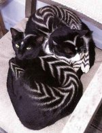 172684_354.jpg