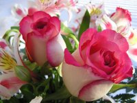 Beautiful-Flowers-HD-Wallpapers-Desktop-flowers-wallpapers.jpg