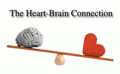 heart-brain-connection.gif heart-brain-connection.gif