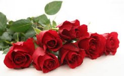 images (13).jpg