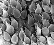 Giardia-spp.jpg
