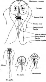 Giardia-spp.jpg