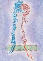 iintegrin.jpg