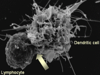 dendritic-cell.gif