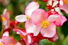BeautyFlowers_Persian-Star.org_41.jpg