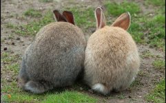 Animals HD Wallpapers_Downloadha (39).jpg