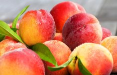 144205__peaches-nectarines-fruit-leaves_p.jpg