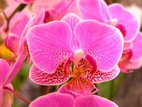 beautiful-orchid-22-20.jpg