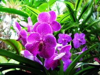 beautiful-orchid-22-2.jpg
