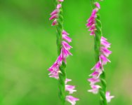 [wallcoo_com]_Flower_wallpaper_118.jpg