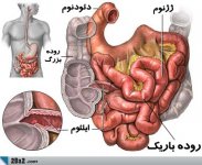 Small-intestine.jpg