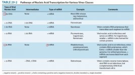 Pathways of Nucleic Acid Transcription for Various Virus Classes.jpg