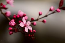 cherry_blossom_by_raylau-d4ve992.jpg