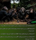 chimpanzee-inteligence-motamem-org2.jpg