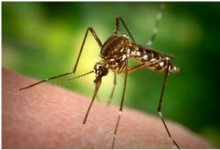 fly-mosquitos.jpg fly-mosquitos.jpg